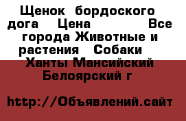 Щенок  бордоского  дога. › Цена ­ 60 000 - Все города Животные и растения » Собаки   . Ханты-Мансийский,Белоярский г.